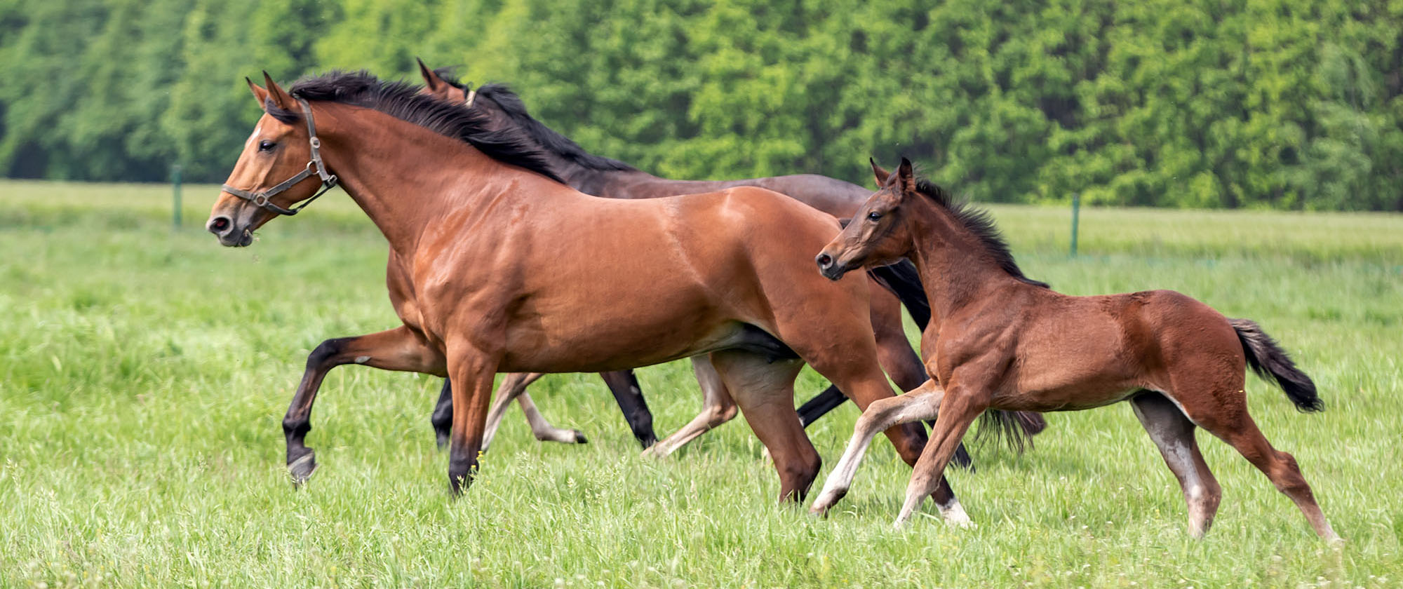 Pferde und Fohlen